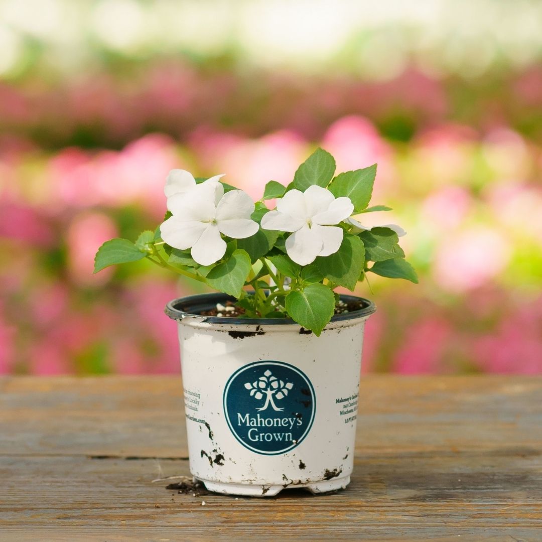 Impatiens – Beacon White – 4″ Pot